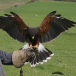 Islay flying to a client