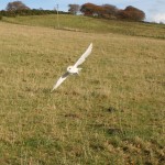 Belle flying to a client